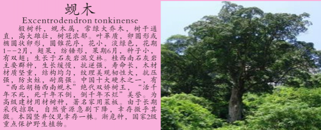 龙潭湿地公园科普宣教 - 靖西市·靖西网