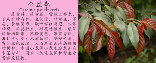 龙潭湿地公园科普宣教 - 靖西市·靖西网