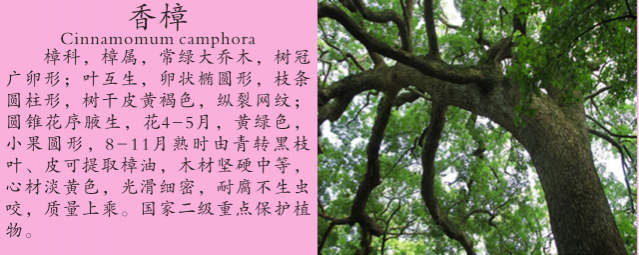 龙潭湿地公园科普宣教 - 靖西市·靖西网