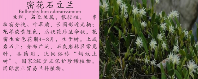 龙潭湿地公园科普宣教 - 靖西市·靖西网