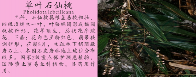 龙潭湿地公园科普宣教 - 靖西市·靖西网