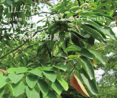 龙潭湿地公园科普宣教 - 靖西市·靖西网