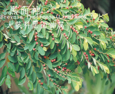 龙潭湿地公园科普宣教 - 靖西市·靖西网