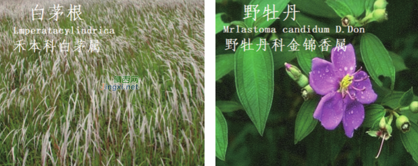 龙潭湿地公园科普宣教 - 靖西市·靖西网