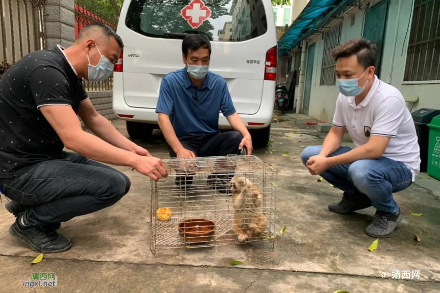 “怪物”闯进南宁一居民厨房吃“大餐”！像极了《疯狂动物城》的“闪电”，有点萌 - 靖西市·靖西网