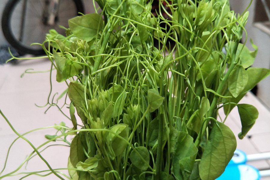 疫情期间，靖西这道臭名远扬的野草就贵了很多 - 靖西市·靖西网