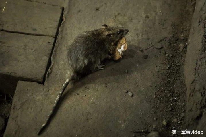 大量老鼠现身美国街头, 饥饿导致出现异动, 体型大的比狗还强壮 - 靖西市·靖西网