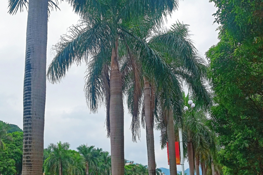 继田阳后，凌云县正式向其上属地级市提出撤县设区提议；定位为“后花园”。 - 靖西市·靖西网