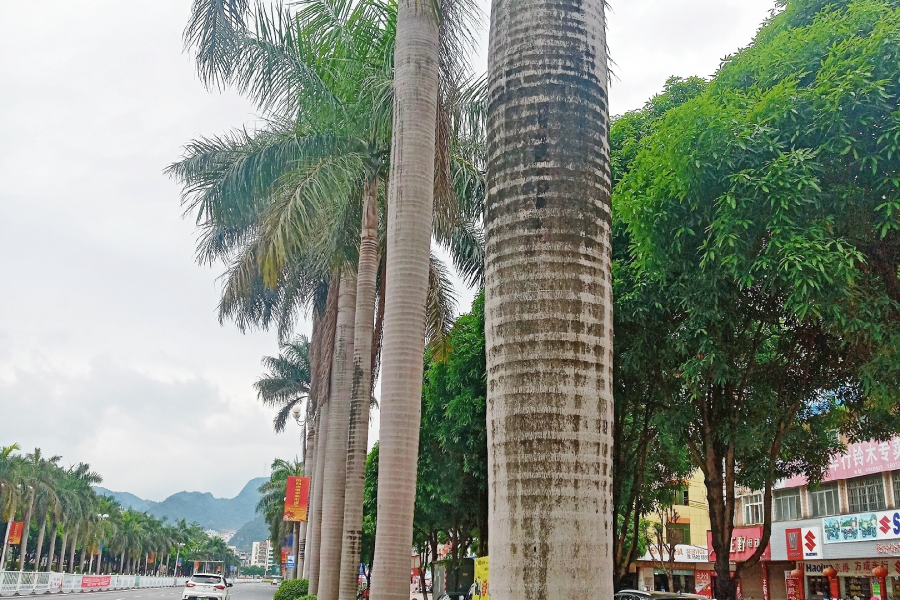 继田阳后，凌云县正式向其上属地级市提出撤县设区提议；定位为“后花园”。 - 靖西市·靖西网