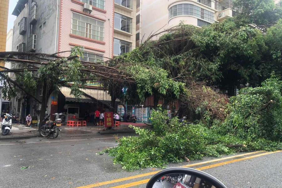 暴风雨后的百色，今年百色的芒果还好吗？ - 靖西市·靖西网