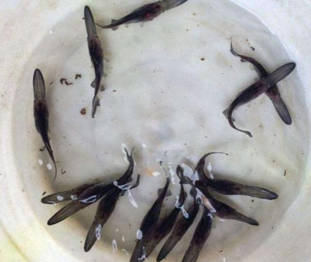 原产于美国的“鸭嘴鱼”，入侵到了中国的河流，专家：这是好事 - 靖西市·靖西网