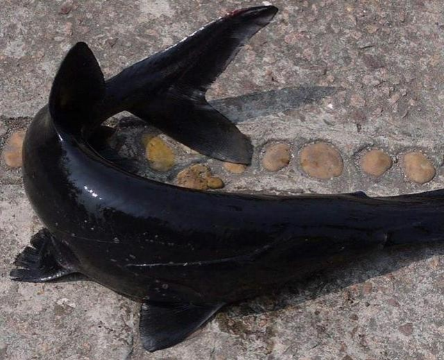 原产于美国的“鸭嘴鱼”，入侵到了中国的河流，专家：这是好事 - 靖西市·靖西网