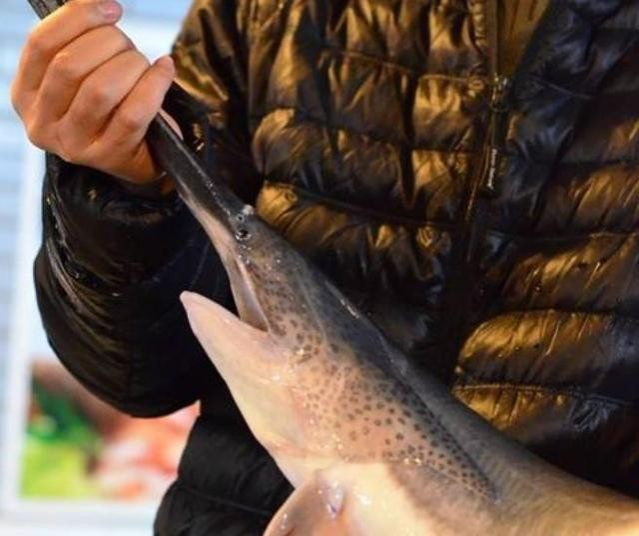 原产于美国的“鸭嘴鱼”，入侵到了中国的河流，专家：这是好事 - 靖西市·靖西网