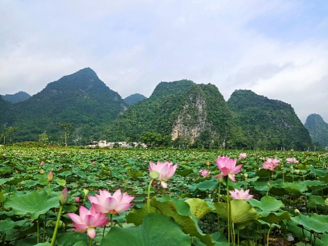 平果的鹅泉 - 靖西市·靖西网