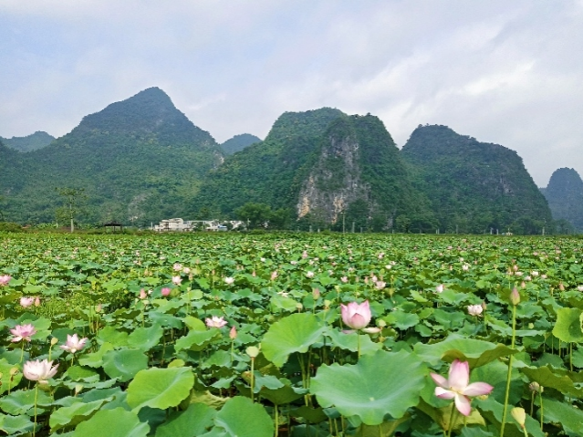 平果的鹅泉 - 靖西市·靖西网