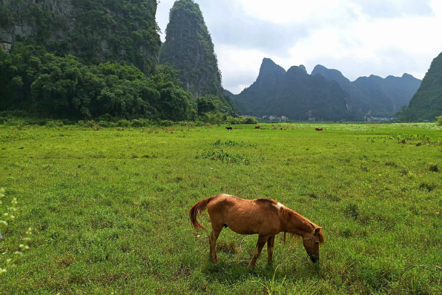 平果的鹅泉 - 靖西市·靖西网
