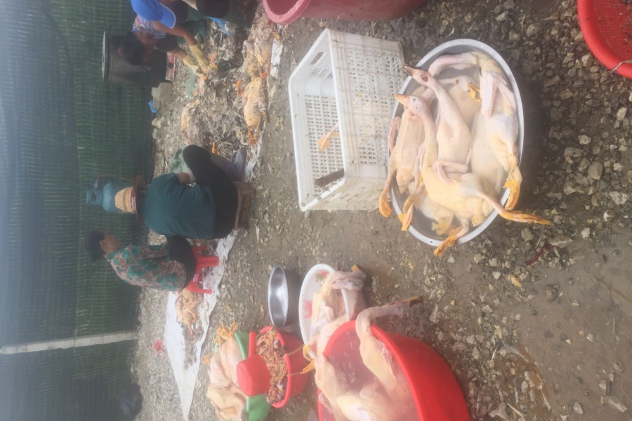 端午节:靖西特产之一青头土鸭名不虚传 - 靖西市·靖西网