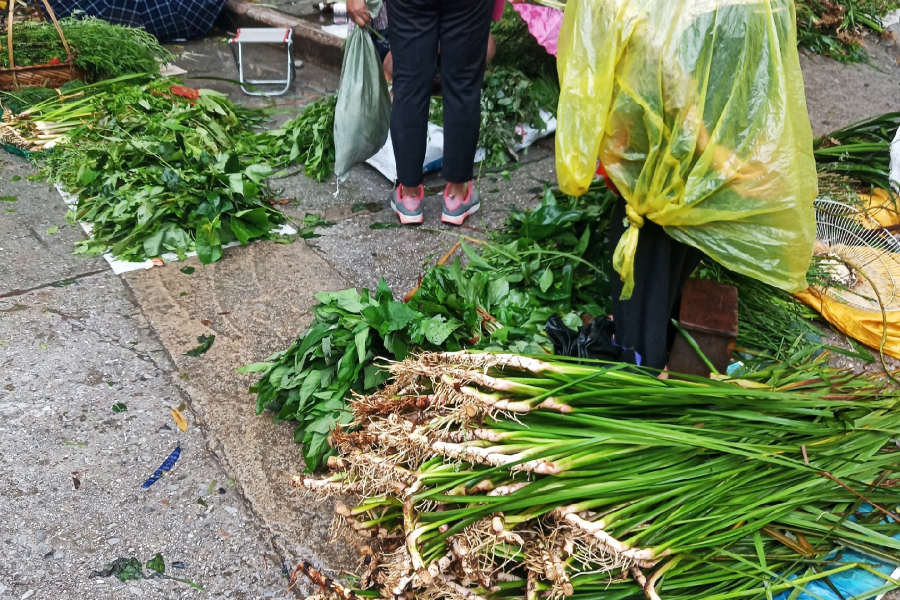 端午药市逛拍 - 靖西市·靖西网