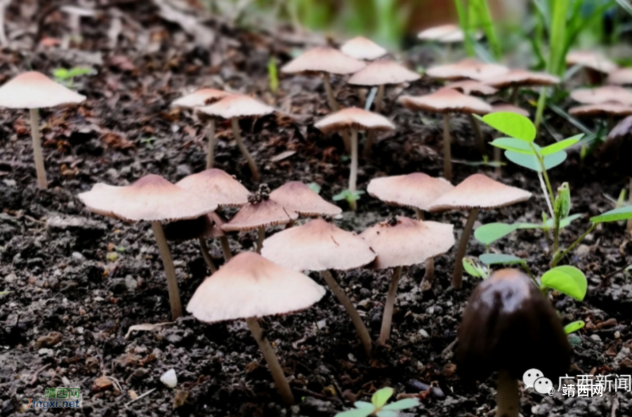 警惕！广西已有100多人因为吃这个东西而中毒… - 靖西市·靖西网