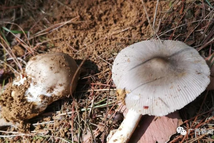 警惕！广西已有100多人因为吃这个东西而中毒… - 靖西市·靖西网