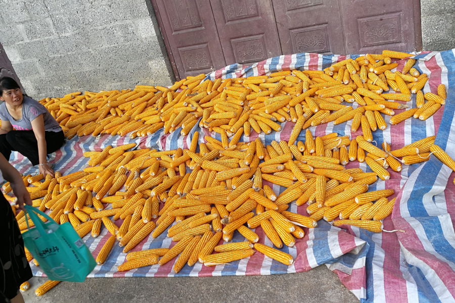 土鸡土鸭土货又来了！ - 靖西市·靖西网