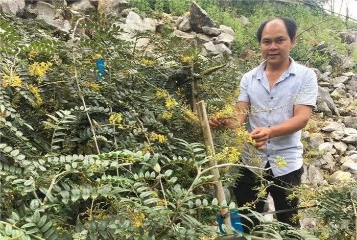 发了 发了 发了，山豆根花开了 - 靖西市·靖西网