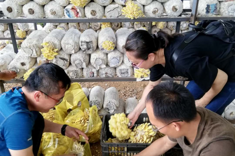 长期供应黄金菇、金福菇 - 靖西市·靖西网