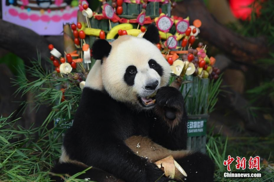 全球唯一大熊猫三胞胎迎六周岁生日 - 靖西市·靖西网