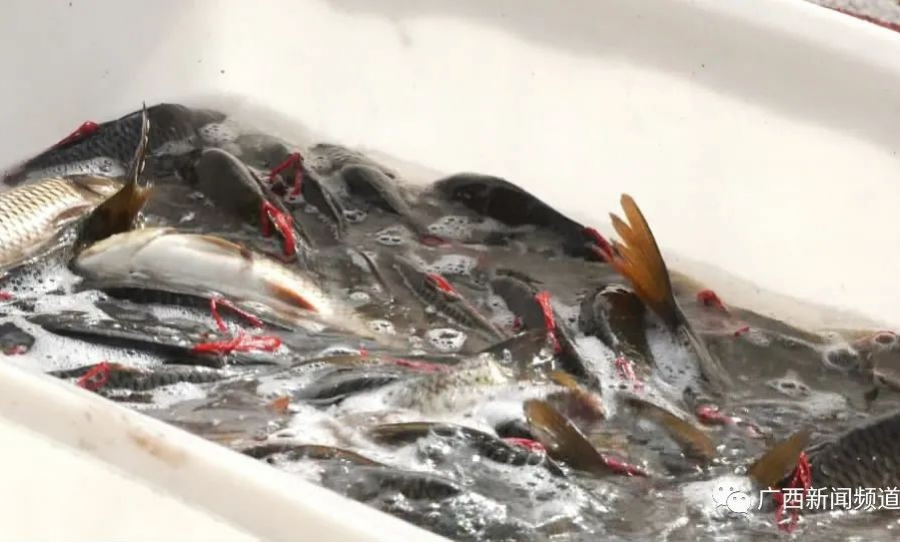 靠实力吃肉！三江江川小学期末奖励双优生200多条鲜活鲤鱼 - 靖西市·靖西网