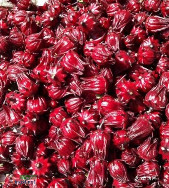 这个火红的果叫什么名字？ - 靖西市·靖西网