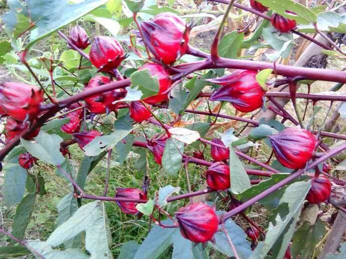 这个火红的果叫什么名字？ - 靖西市·靖西网