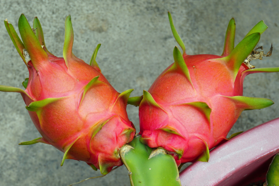 这个火红的果叫什么名字？ - 靖西市·靖西网