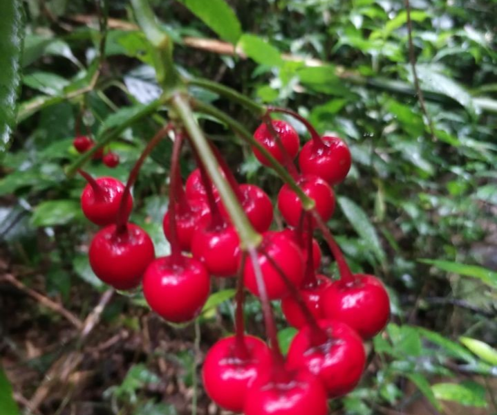 这个火红的果叫什么名字？ - 靖西市·靖西网