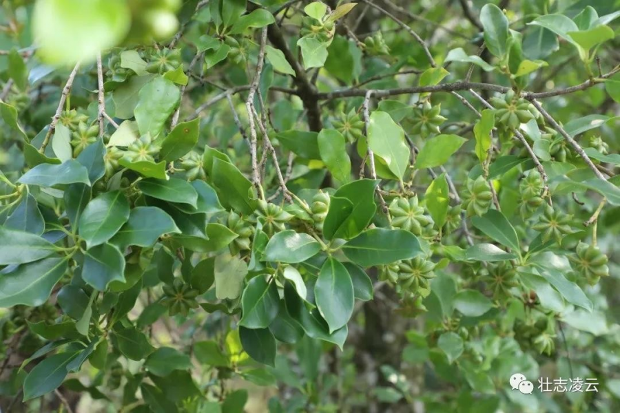 凌云县：嫁接八角结出致富果 - 靖西市·靖西网