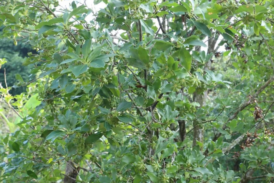 凌云县：嫁接八角结出致富果 - 靖西市·靖西网