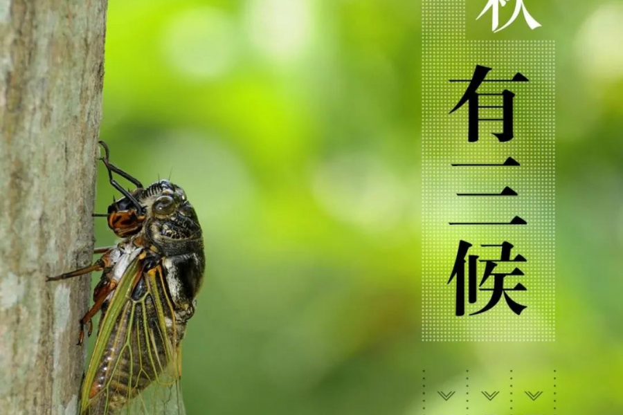 今日立秋 | 谁说秋萧瑟，立秋也是个有“温度”的节气 - 靖西市·靖西网