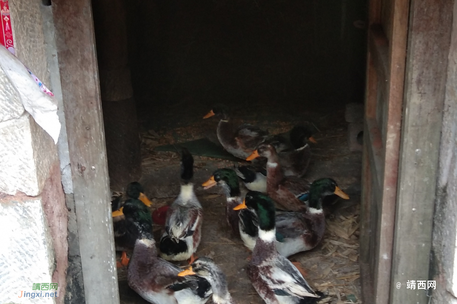 欢迎您到我家来做客 - 靖西市·靖西网