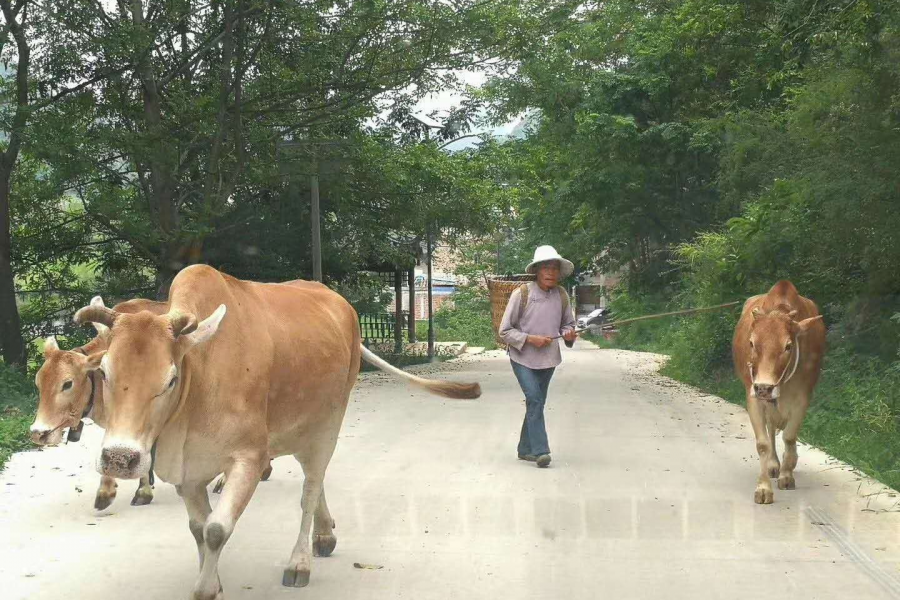 背篓人家》习惯用背篓的有哪些少数民族？ - 靖西市·靖西网