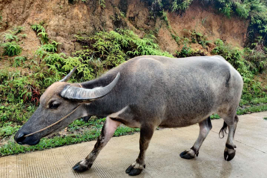 下乡路上之动物篇 - 靖西市·靖西网