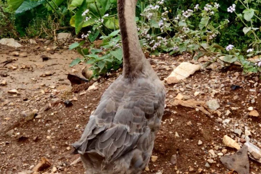 下乡路上之动物篇 - 靖西市·靖西网