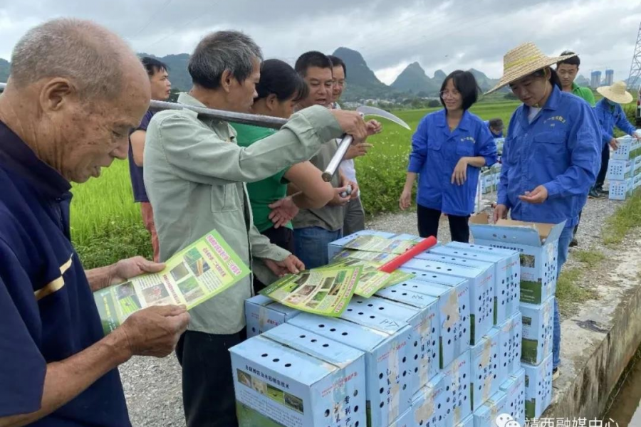 无人机投放赤眼蜂防治水稻螟虫  助力农作物病虫害绿色防控 - 靖西市·靖西网