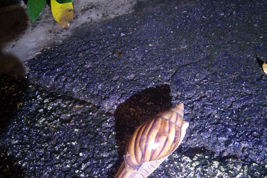 蜗牛传书 - 靖西市·靖西网