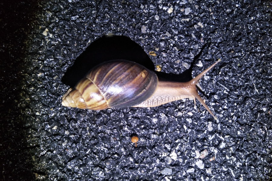 蜗牛传书 - 靖西市·靖西网