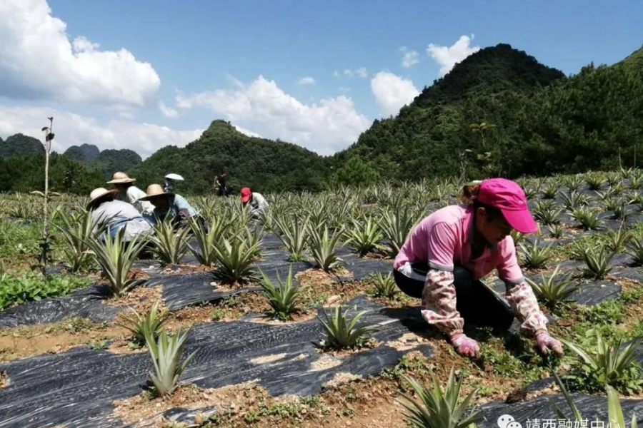 【走向我们的小康生活】打造千亩油茶基地 带动贫困户脱贫致富 - 靖西市·靖西网