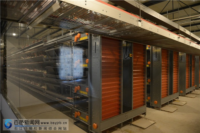 华润五丰（田阳）生态养殖供港基地新鲜鸡蛋出产 - 靖西市·靖西网