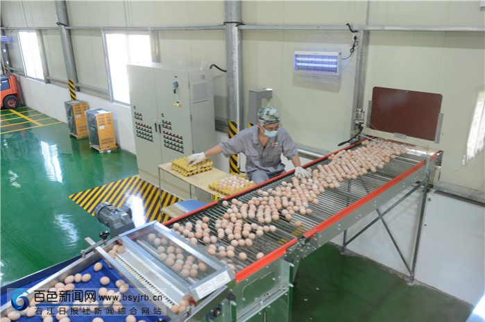 华润五丰（田阳）生态养殖供港基地新鲜鸡蛋出产 - 靖西市·靖西网