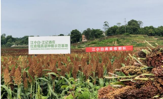 江小白高粱产业园规模式发展，迎来丰收季 - 靖西市·靖西网