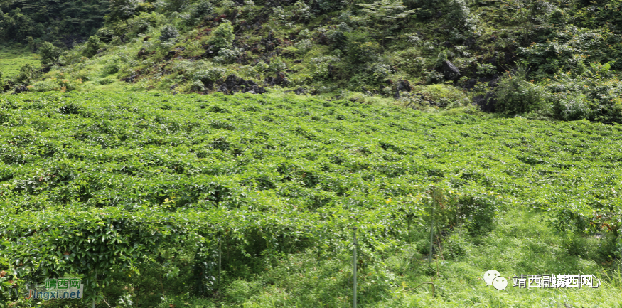 我市举办建档立卡贫困户青年百香果种植技术培训 - 靖西市·靖西网