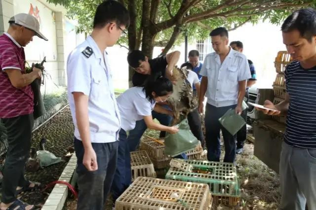 “扶贫鸭”飞入百姓家 飞出一条产业帮扶路 - 靖西市·靖西网