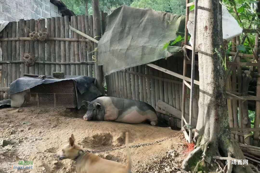 人间8月，适合说走就走的旅行。 - 靖西市·靖西网